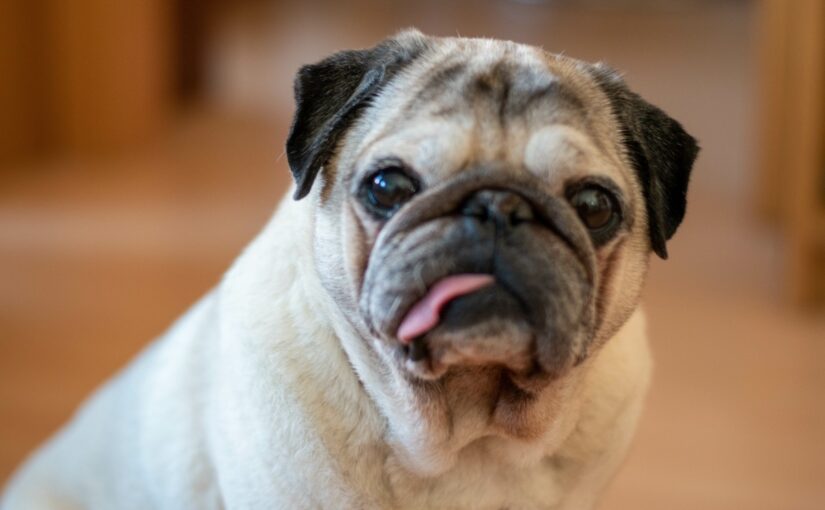 A hangok nyelve egy mopszos háztartásban