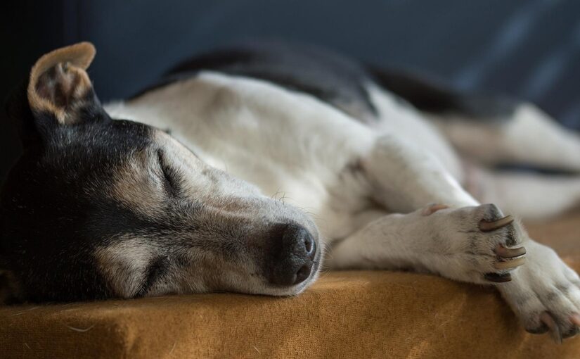 Miért lesz allergiás egy kutya vagy macska? – állatorvosi magyarázatok és kiváltó okok